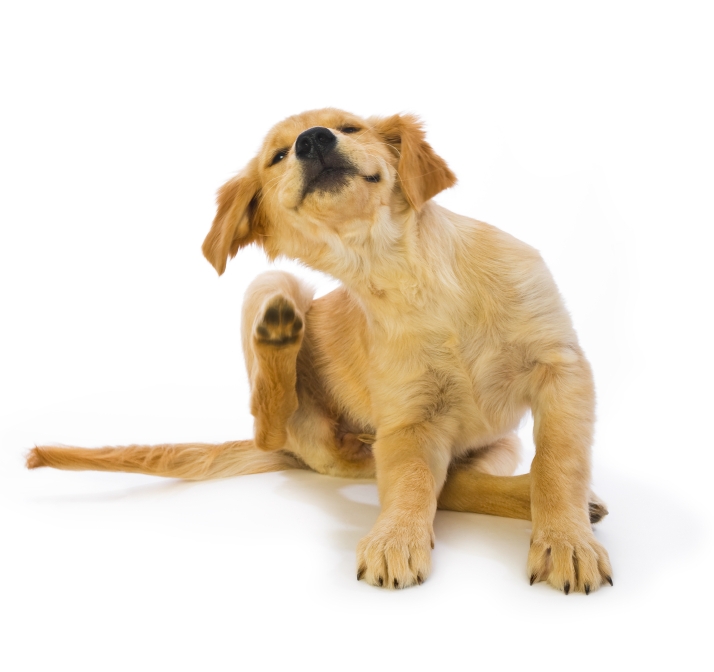 16 week old Golden Retriever puppy scratching fleas with leg in motion on a white background "Missy"